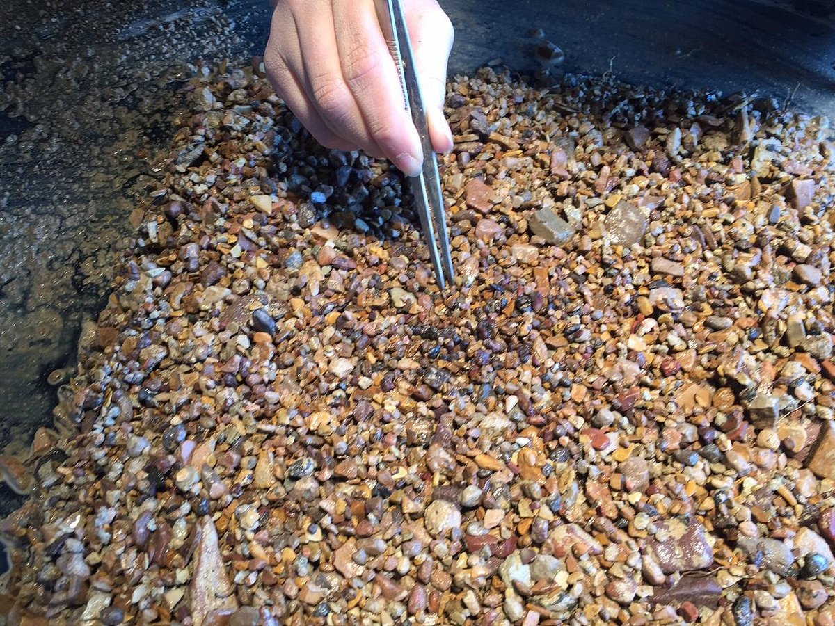 Sapphire Digging Montana: Everything You Need to Know
