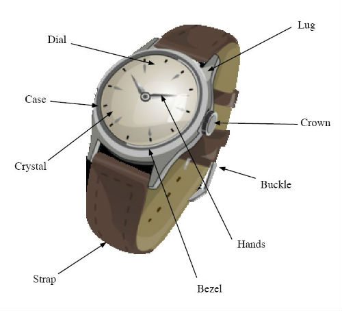 Wrist Watch Parts Diagram: A Visual Guide For Beginners!