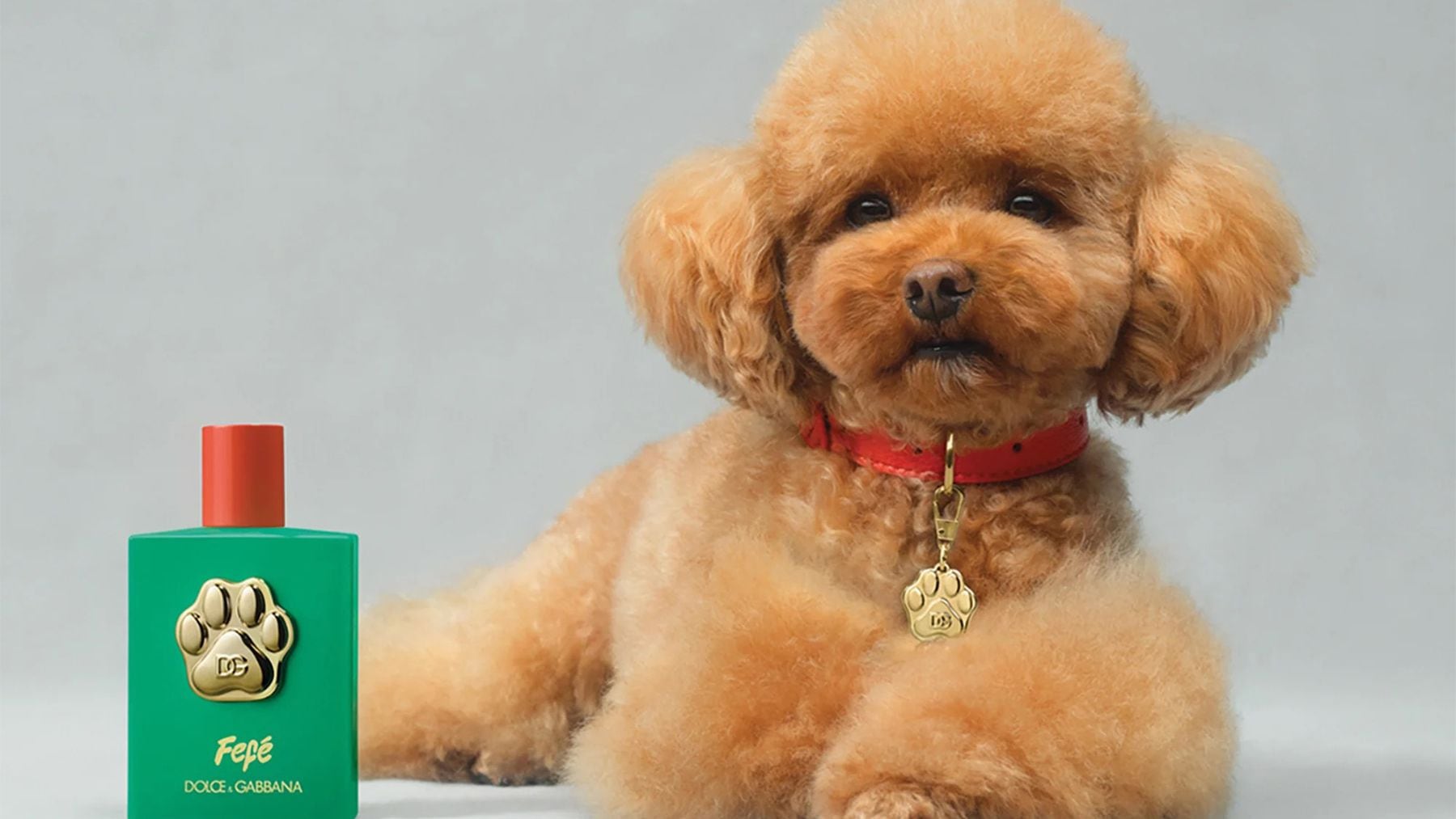 Dolce and Gabbana for Dogs: Find the Perfect Designer Look Now