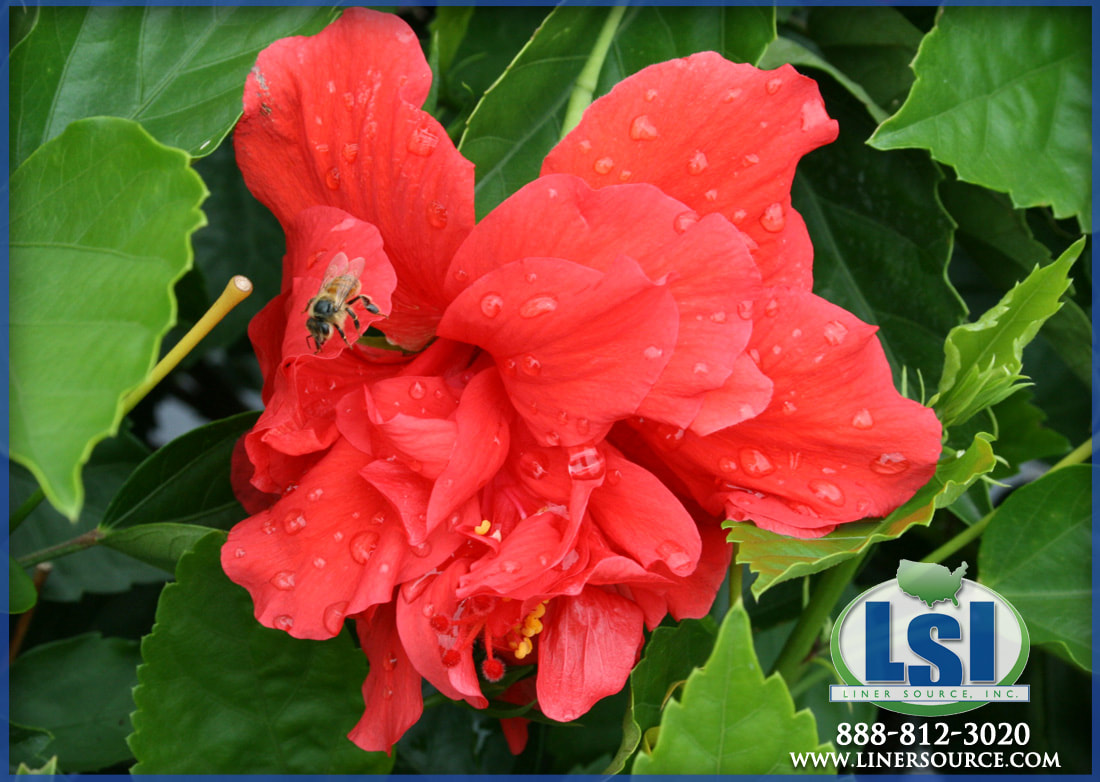 Celia Flower Types: Explore the Most Popular Varieties for Your Home