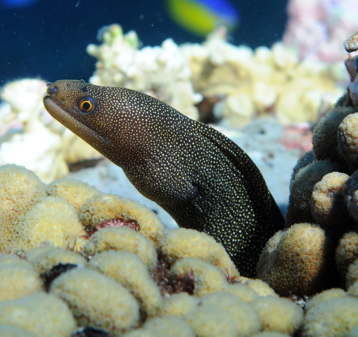 Amanda Moray Eels in Florida: What You Should Know Now