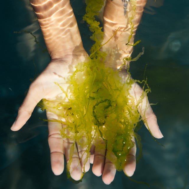 How Much Algae Does Skincare Have Normally? You Might Be Surprised!