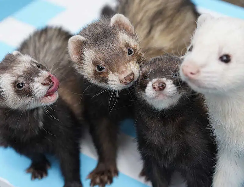 What is Ferret Savinel Exactly? Learn All About This Unique and Playful Creature!