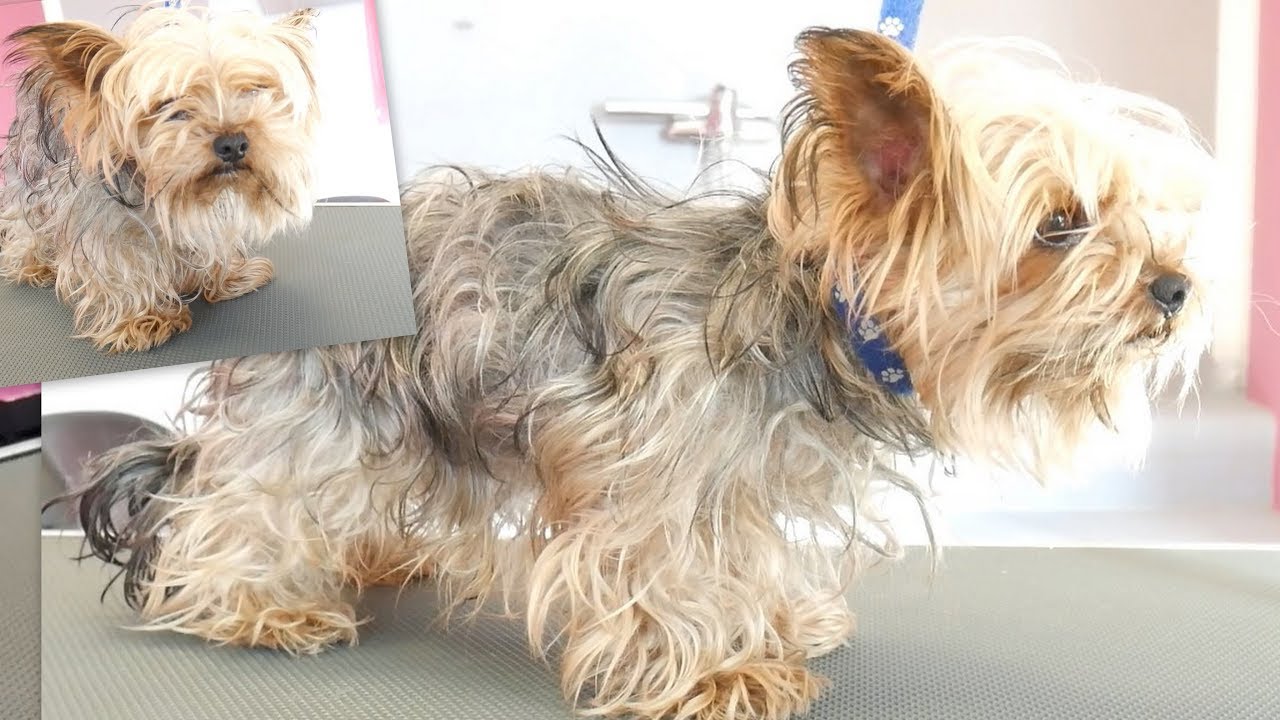 Yorkie Before and After Grooming: How a Haircut Changes Everything.