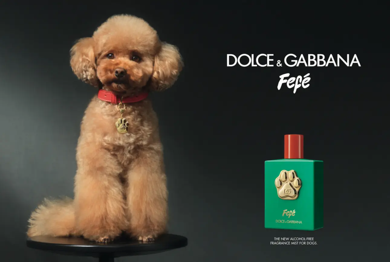 Dolce and Gabbana for Dogs: Find the Perfect Designer Look Now