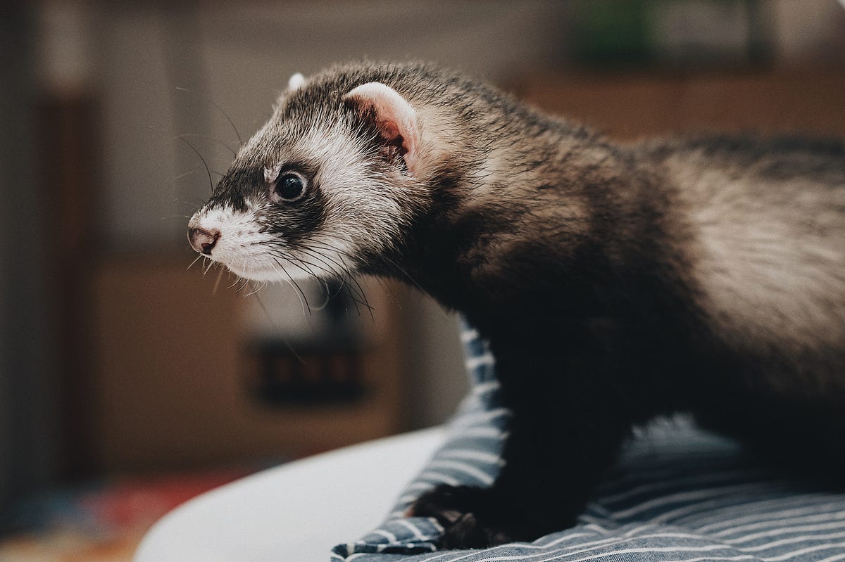 What is Ferret Savinel Exactly? Learn All About This Unique and Playful Creature!